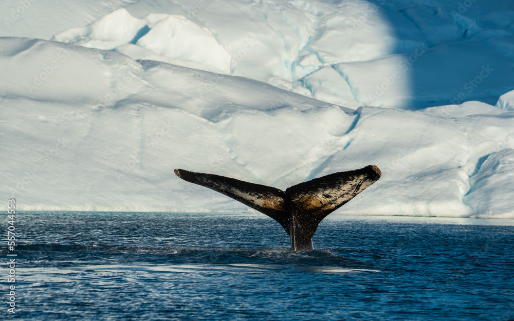 Fototapeta premium humpback whale