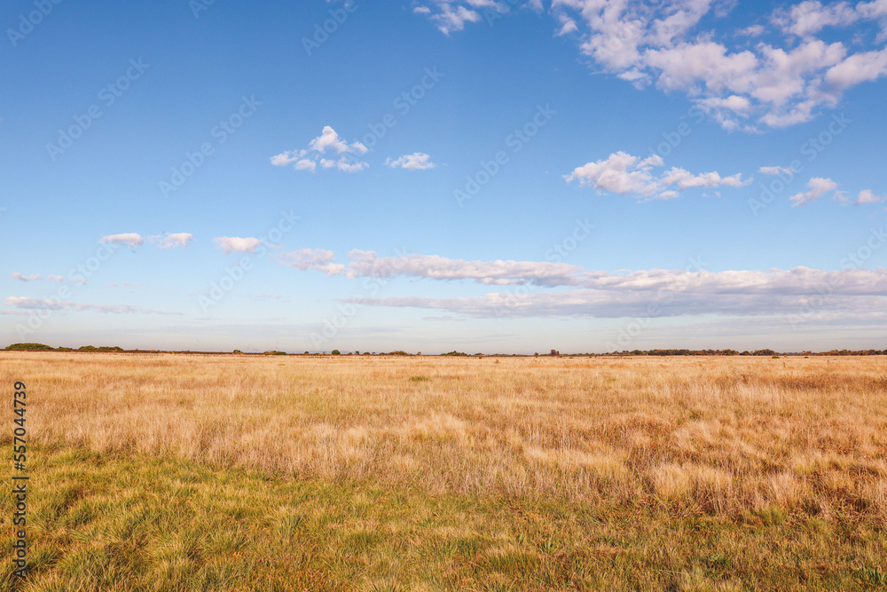 field of dry grass and blue sky