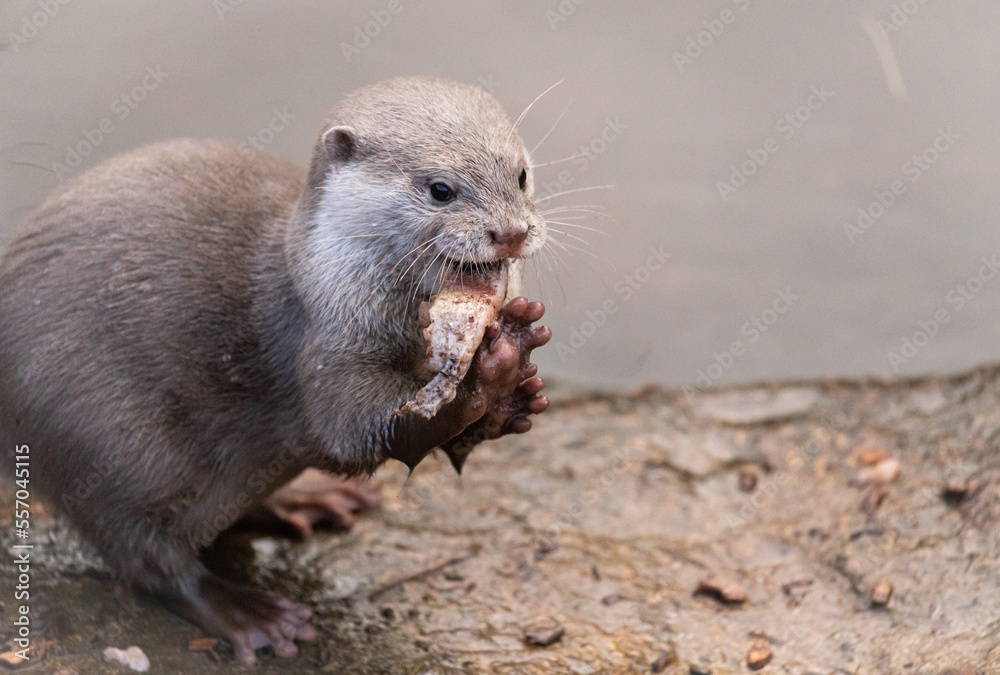 Asian short clawed otter - Aonyx cinereus - feeding on fish Asian short clawed otter - Aonyx cinereus - feeding on fish