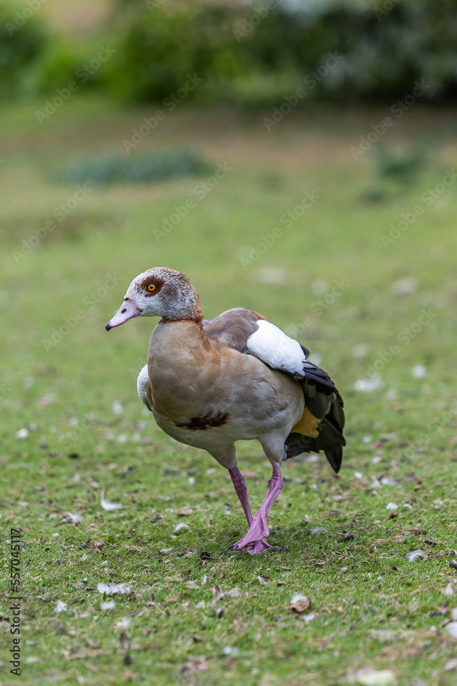 Goose in a field Goose in a field