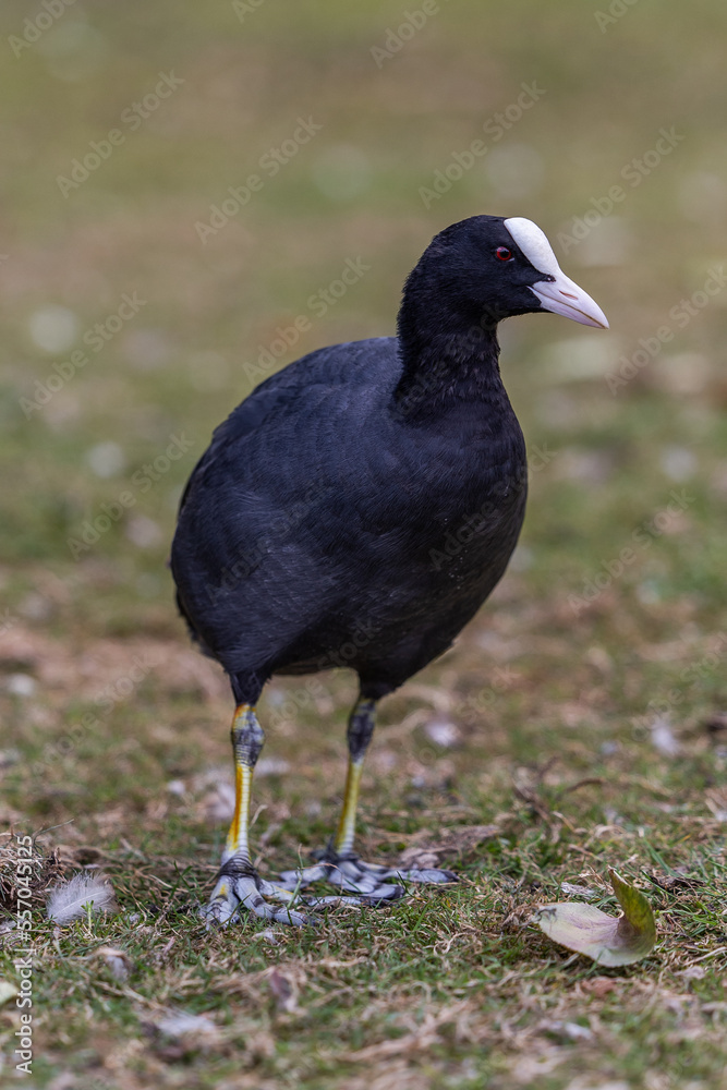 Moorhen white beak in a field of grass Moorhen white beak in a field of grass