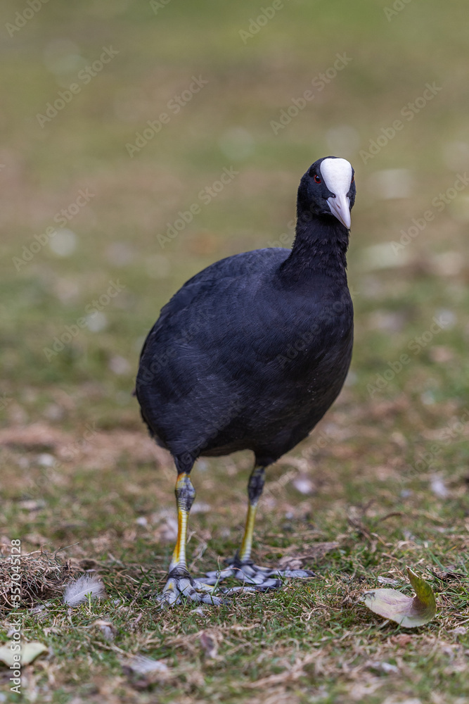 Moorhen white beak in a field of grass Moorhen white beak in a field of grass