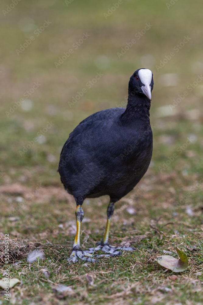 Moorhen white beak in a field of grass Moorhen white beak in a field of grass