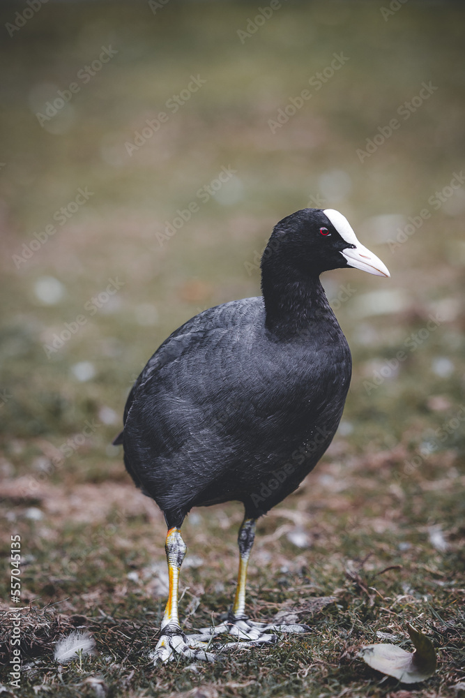 Obraz premium Moorhen white beak in a field of grass