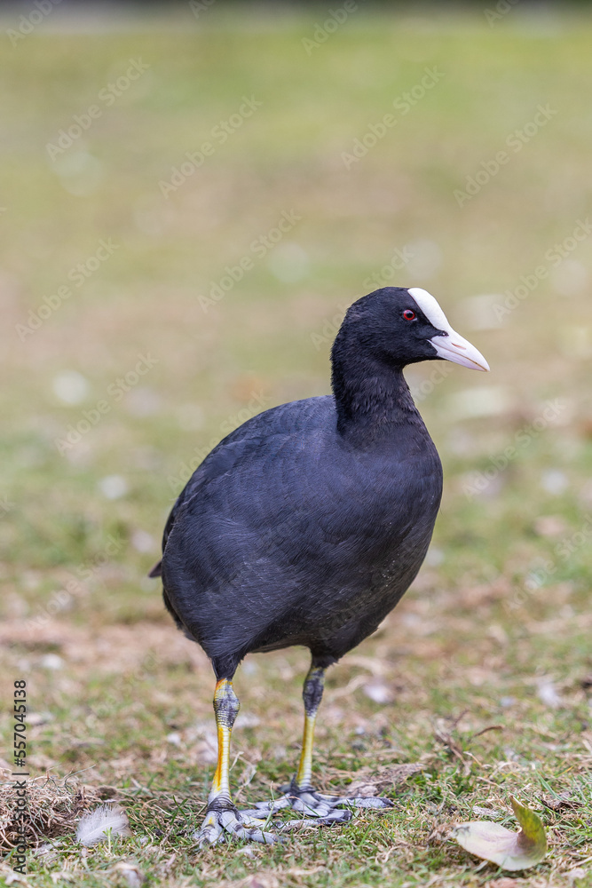 Moorhen white beak in a field of grass Moorhen white beak in a field of grass