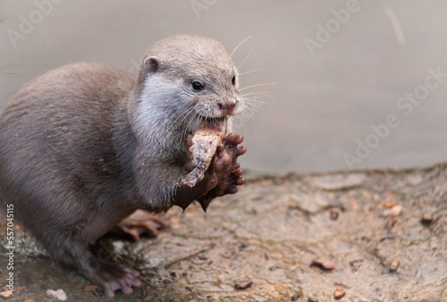 Fotobehang Asian short clawed otter - Aonyx cinereus - feeding on fish