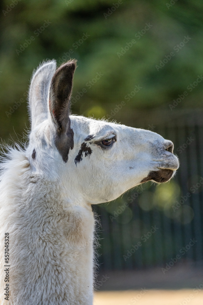 close up of a white alpaca lama
