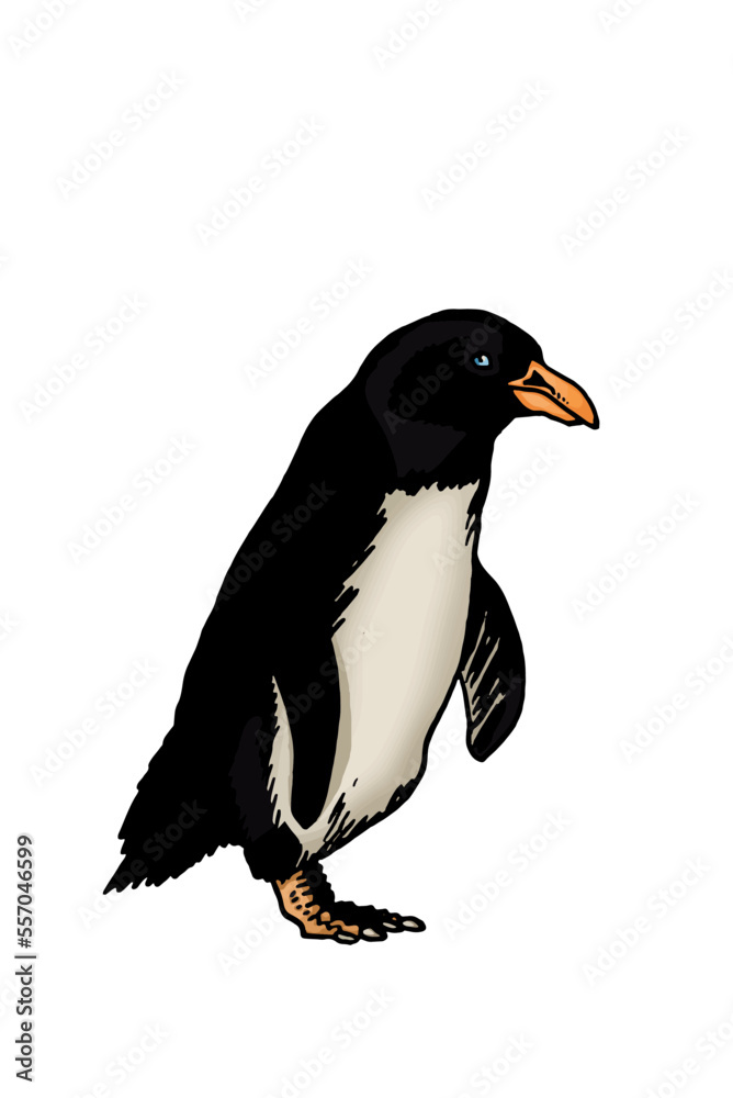 Fototapeta premium Color vector penguin on white isolated , bird of Antarctica and the south coast of Africa