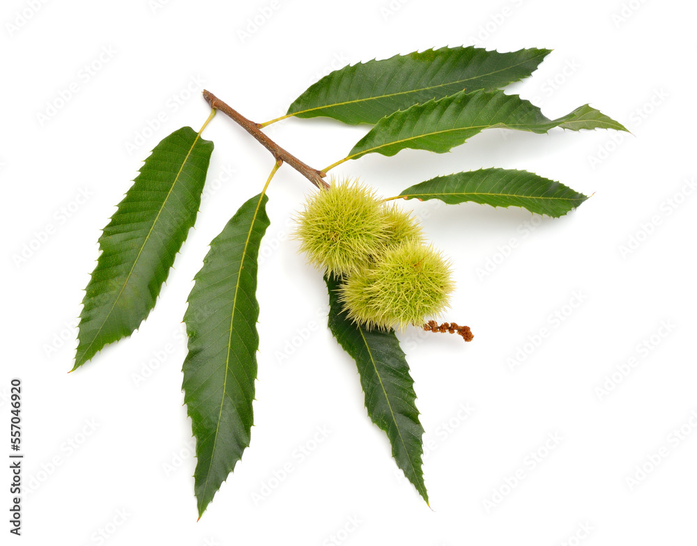 Castanea sativa, or sweet chestnut fruit. Isolated on white background. Castanea sativa, or sweet chestnut fruit. Isolated on white background.