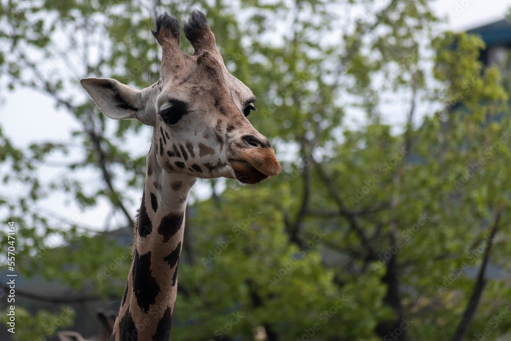 Naklejka premium giraffe portrait in zoo