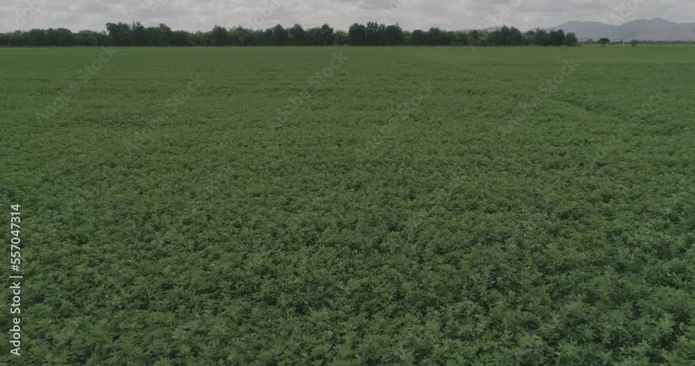 agricultura