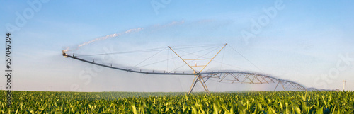Agricultural irrigation system watering corn fields in summer 