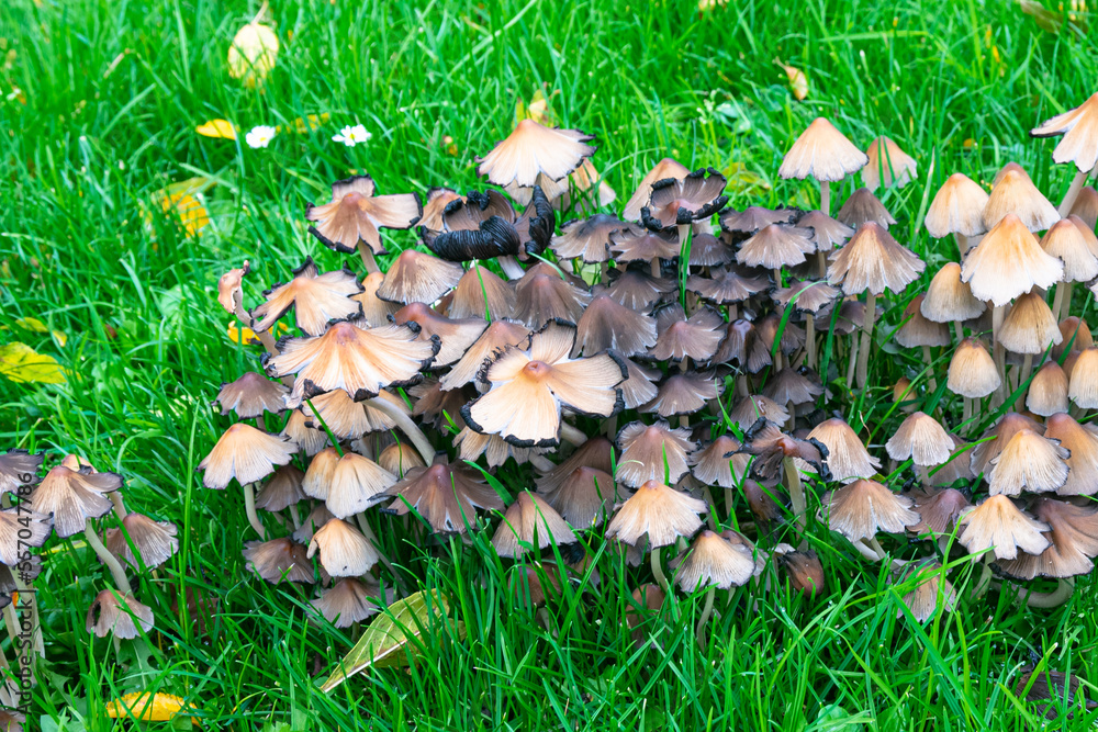Large group of mushrooms in a field of grass Large group of mushrooms in a field of grass