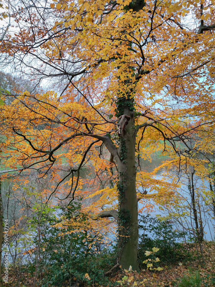 Beautiful autumn image of the branches of a European beech tree (Fagus Sylvatica) with vibrant yellow to orange colored leaves.