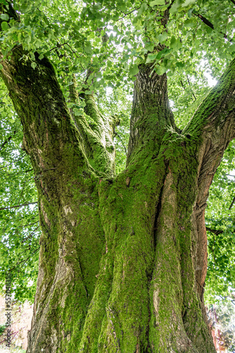 tree trunk with moss