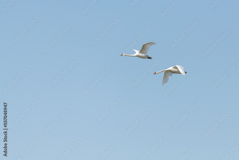 Two flying mute swan with blue sky background Two flying mute swan with blue sky background