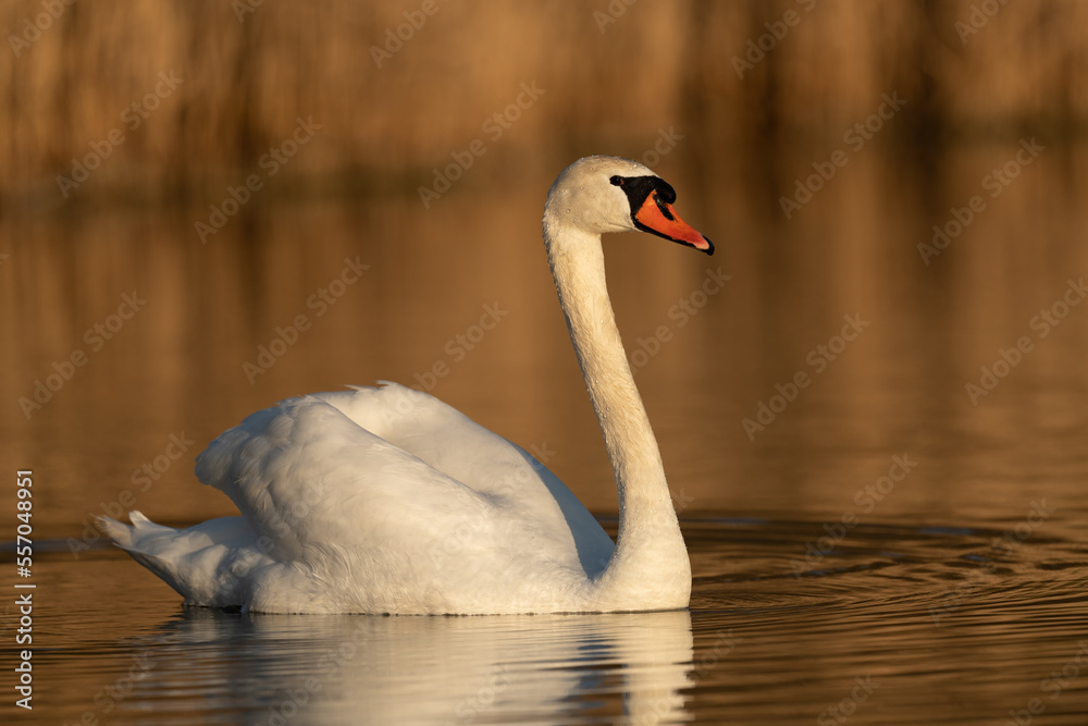 Fototapeta premium Mute swan swimming in a lake