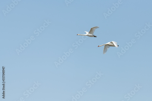 Two flying mute swan with blue sky background