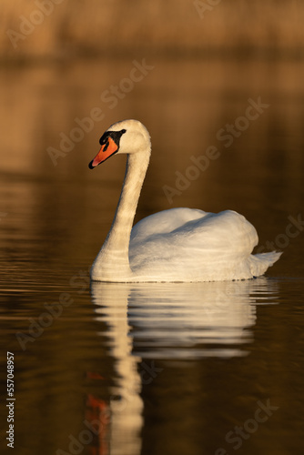 Mute swan swimming in a lake