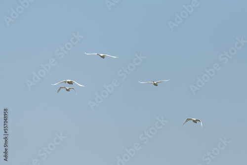 A group of mute swan flying