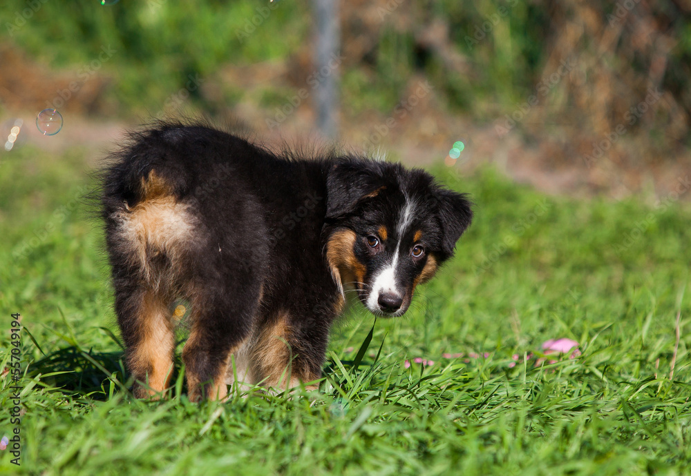 Funny Australian Shepherd puppies playing in the park