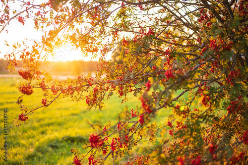 Rowantree in autumn. Golden sunlight. Österbotten/Pohjanmaa, Finland photo