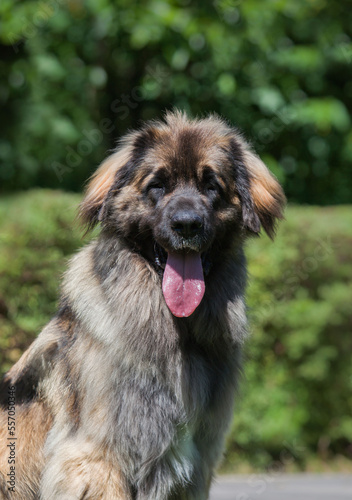 Beautiful dog breed Leonberger in the park