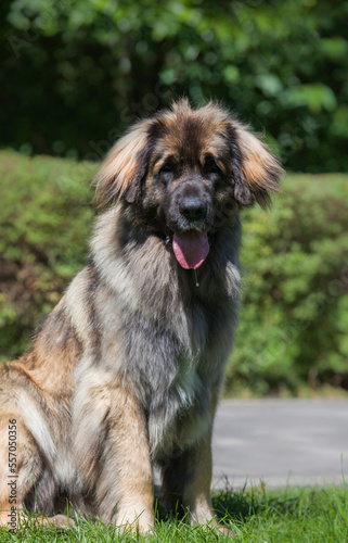 Beautiful dog breed Leonberger in the park