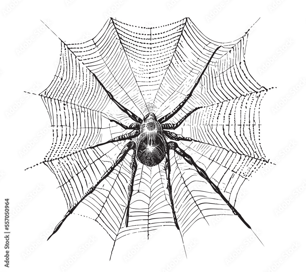 Obraz premium Abstract spider on web hand drawn sketch Vector illustration