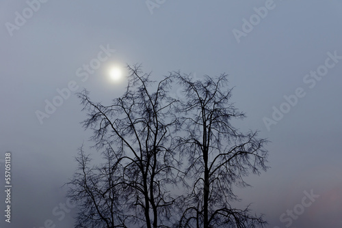 A tree against the background of a cold winter sky of an unusual color © tanadw