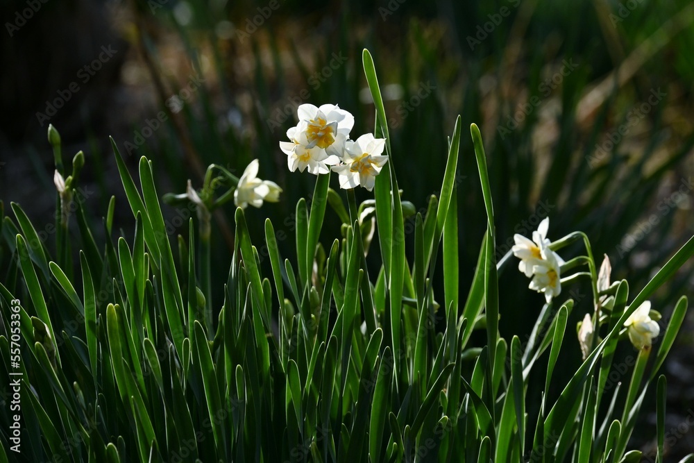 Narcissus flowers. Amaryllidaceae perennial plants.
White or yellow flowers bloom from winter to spring. Narcissus flowers. Amaryllidaceae perennial plants.
White or yellow flowers bloom from winter to spring.