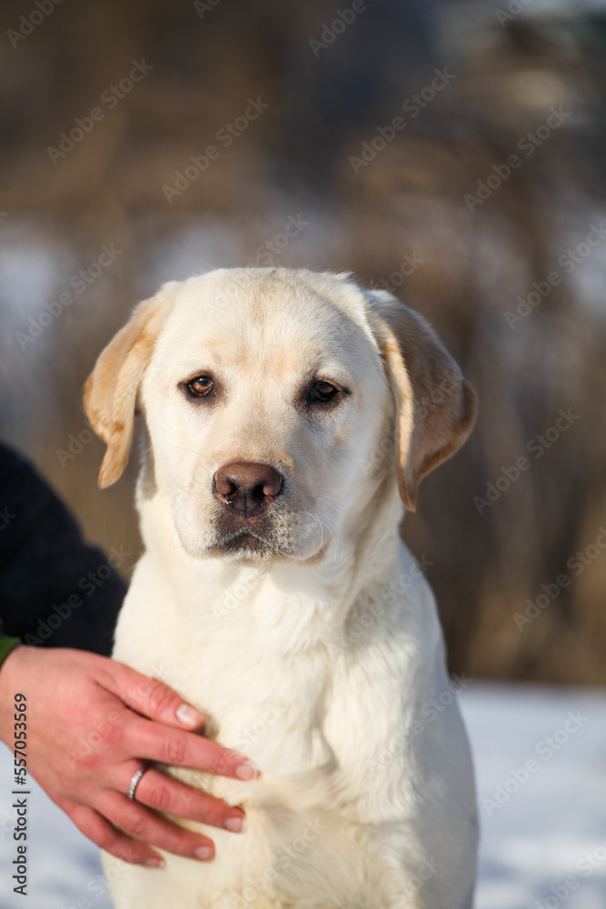 Labrador retriever puppies in the park