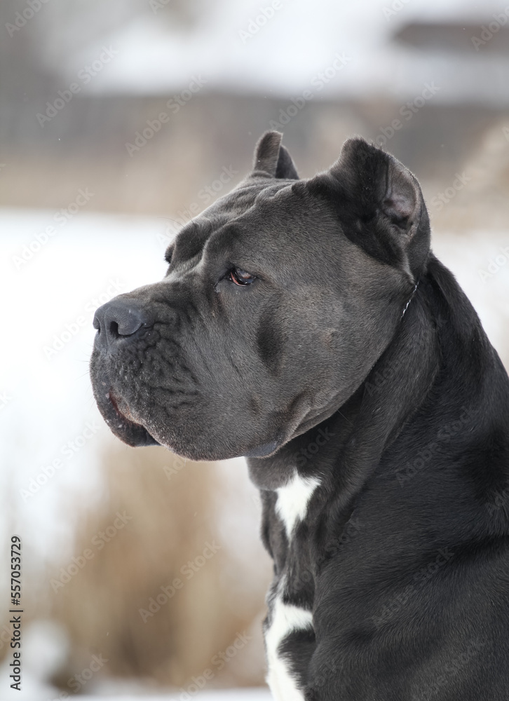 Beautiful dog breed Italian Cane Corso