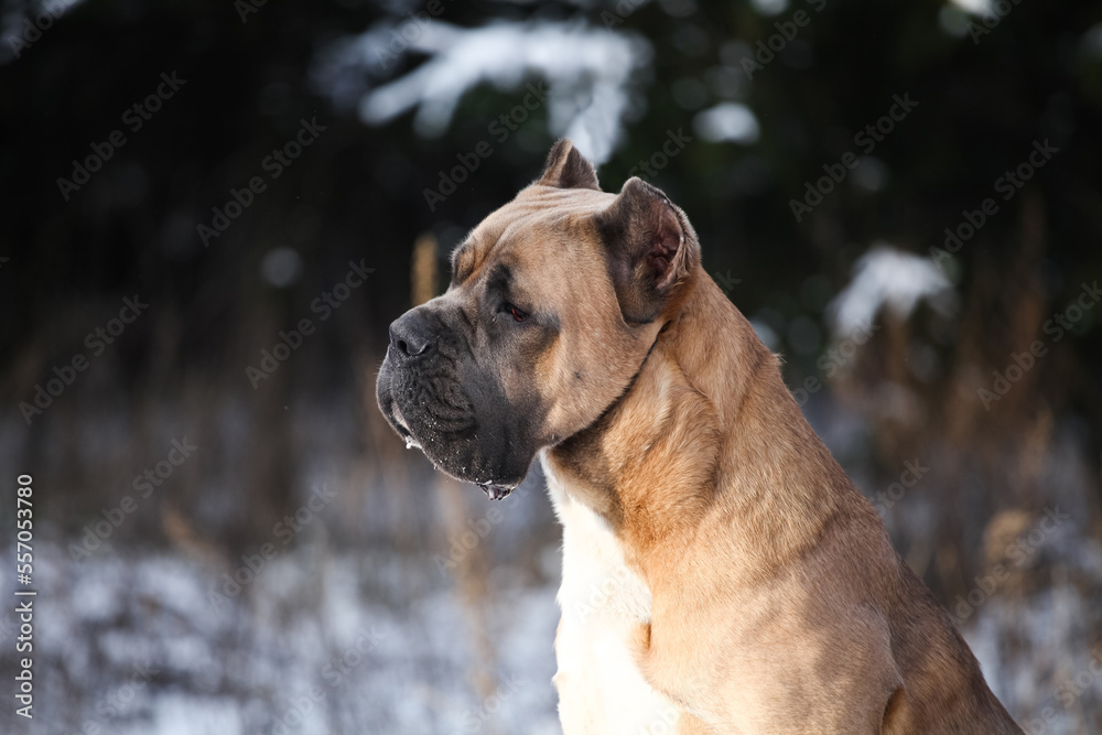 Brown dog breed Italian Cane Corso