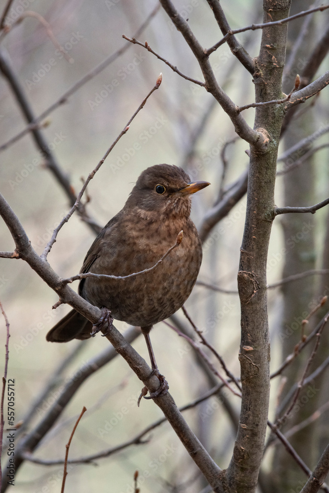 Junges Amsel Weibchen beobachtet auf kahlem Baum die Umgebung an einem kalten Winter Tag Junges Amsel Weibchen beobachtet auf kahlem Baum die Umgebung an einem kalten Winter Tag