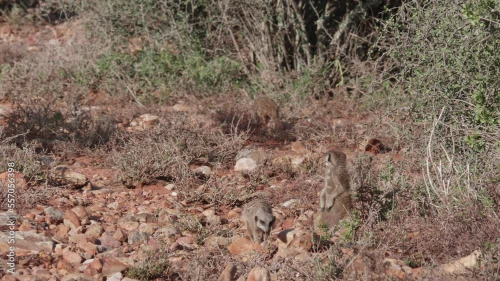 Cute wild meerkat Suricata suricatta small mongooses eating in savannah South Africa Cute wild meerkat Suricata suricatta small mongooses eating in savannah South Africa
