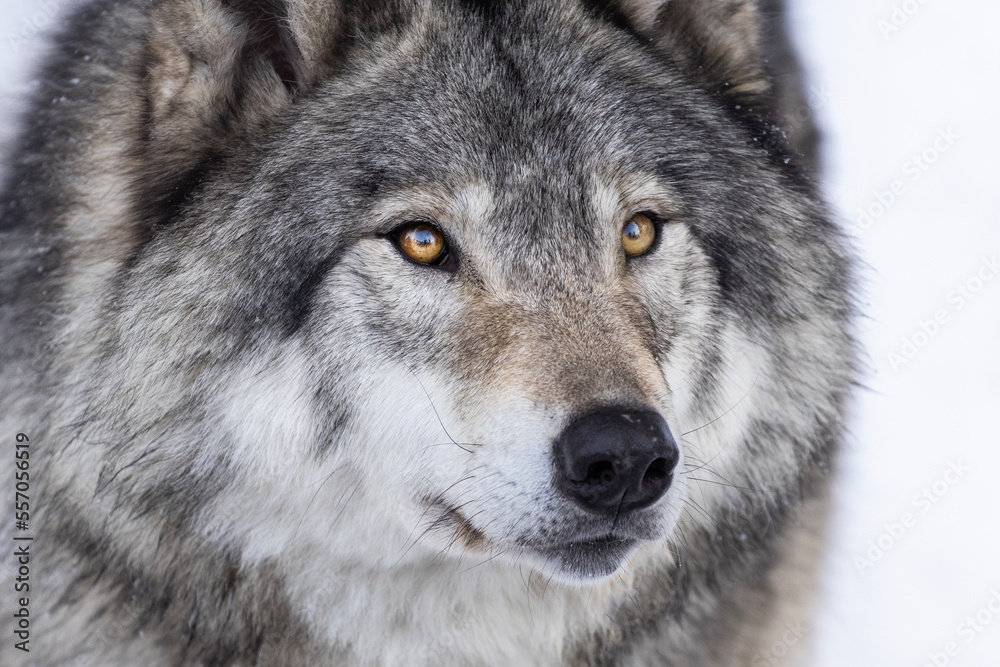 timber wolf portrait in winter timber wolf portrait in winter