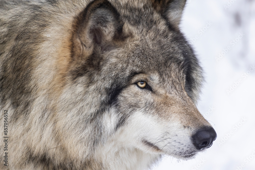 Fototapeta premium timber wolf portrait in winter