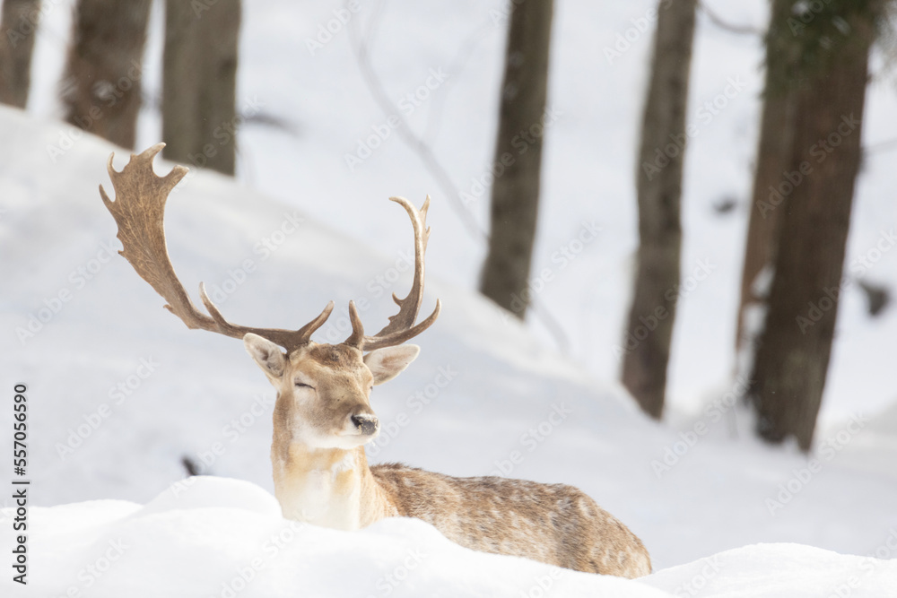 European fallow deer (Dama dama) in winter European fallow deer (Dama dama) in winter