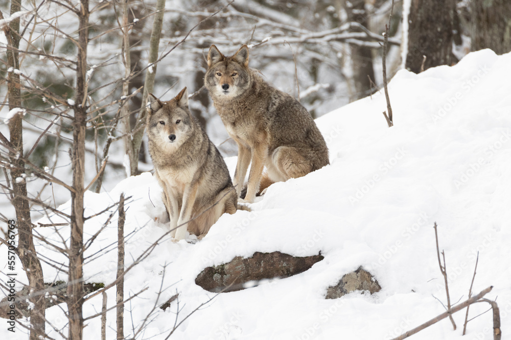 Fototapeta premium coyotes (Canis latrans) in winter