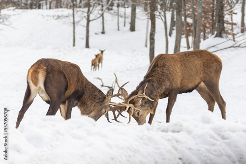 two males red deer fighting in winter