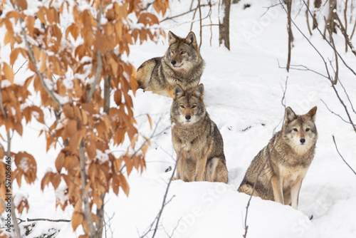 coyotes  Canis latrans  in winter