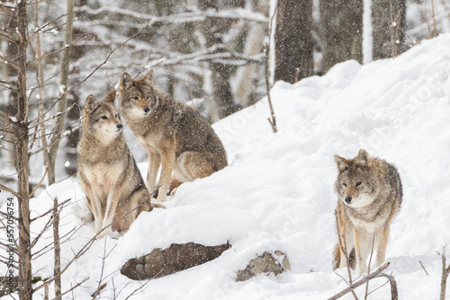 coyotes (Canis latrans) in winter © Mircea Costina