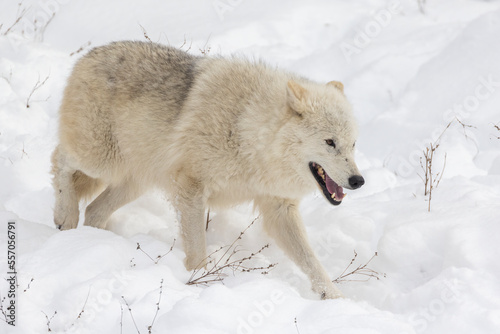 Arctic wolf  Canis lupus arctos  in winter 