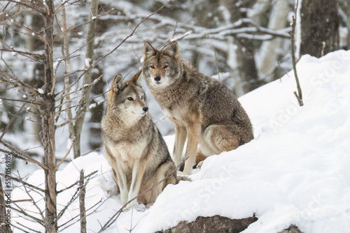 Fototapete coyotes (Canis latrans) in winter