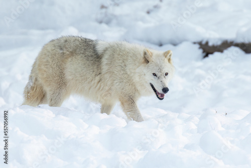 Arctic wolf  Canis lupus arctos  in winter 