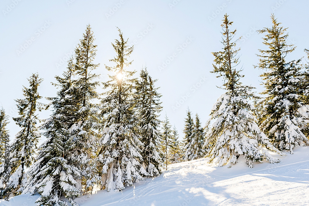 Pine fir spruce trees with snow in mountain in sunny day.Winter scenic nature panorama on ski resort Pine fir spruce trees with snow in mountain in sunny day.Winter scenic nature panorama on ski resort