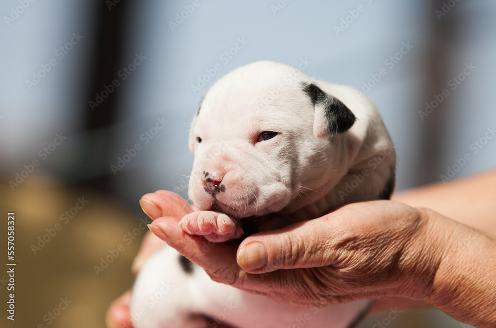 Newborn American Staffordshire Pit Bull Terrier puppies