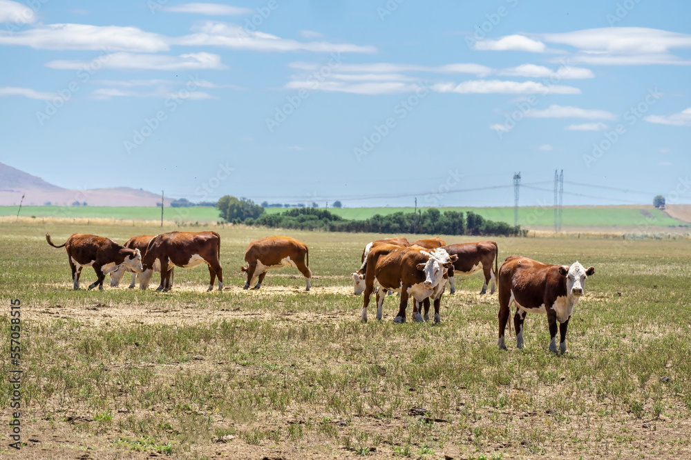 Group of Polled Hereford cows grazing in a field in Argentina