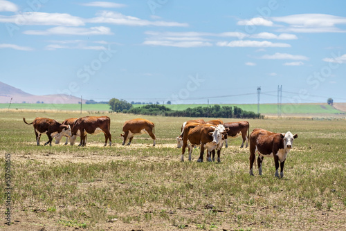 Group of Polled Hereford cows grazing in a field in Argentina